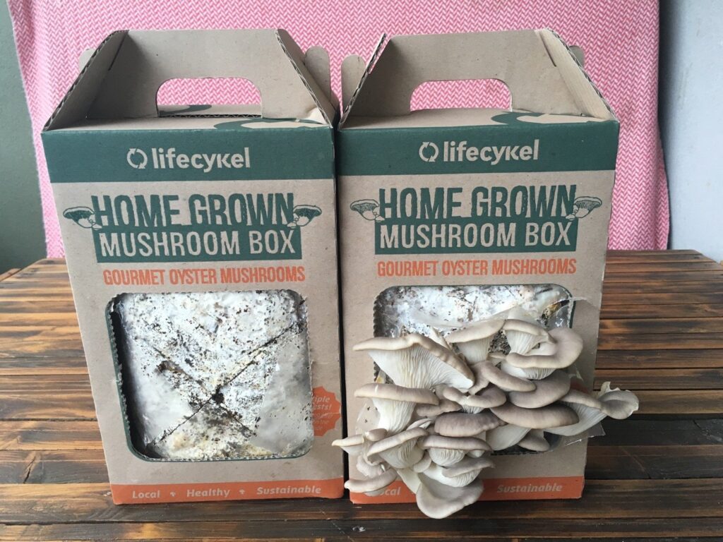 Life Cykle mushroom box
