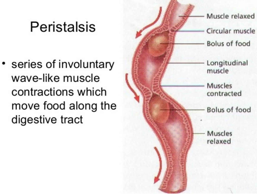 Causes of IBS: Intestinal muscle contractions